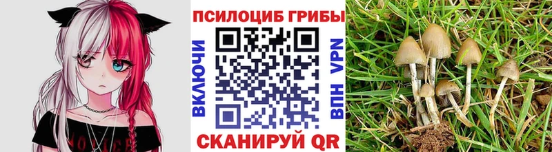 блэк спрут зеркало  Котлас  Галлюциногенные грибы Cubensis 